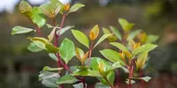 KHAT (MUGUKA)