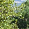 AFRICAN WILD OLIVE (MUTAMAIYO)