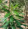 AFRICAN GREEN HEART (MUTHIGA)