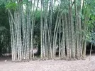 GIANT BAMBOO (ASPER)