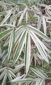 VARIEGATED BAMBOO
