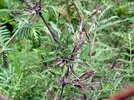 LONG INTREMEDIATE BAMBOO
