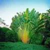 TRAVELERS PALM