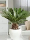 JAPANESE CYCAD PALM