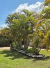 GOLDEN PALM (LARGE)