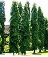 ASHOK (SOLDIER TREE 2FT)