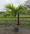 ROYAL PALM (SMALL)