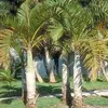 SPINDLE PALM