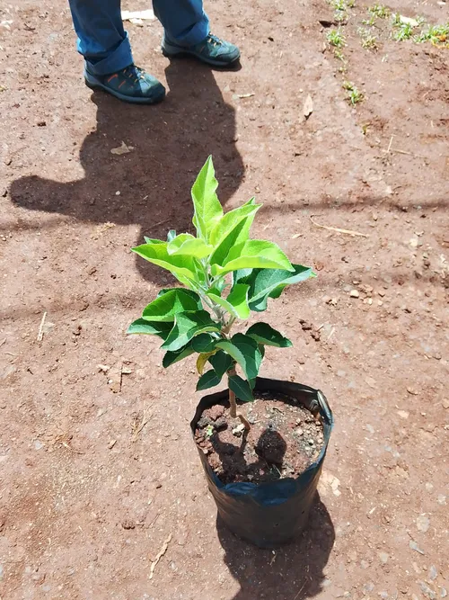 APPLE to APPLE (Medium)