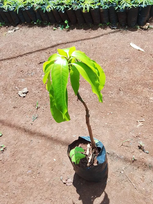 TOMMY MANGOES (medium)