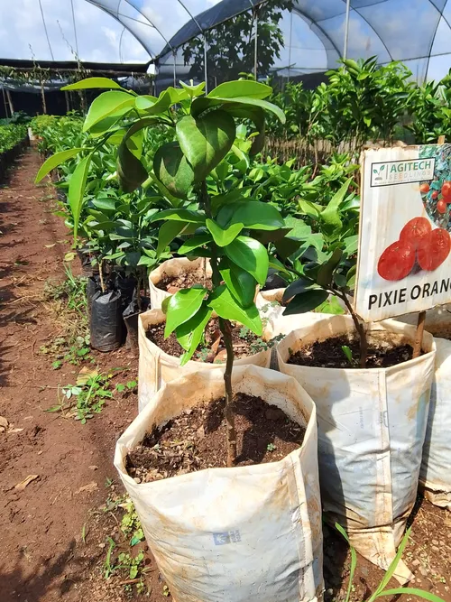 PIXIE ORANGES (Medium)