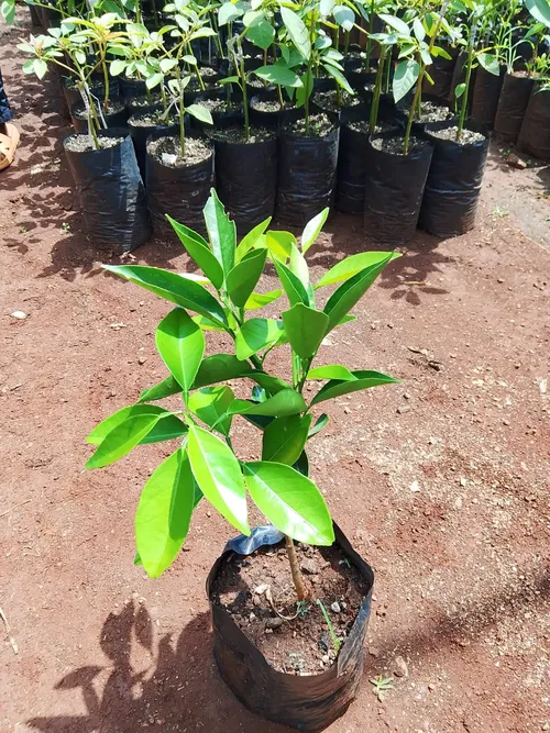 BLOOD ORANGES (Medium)