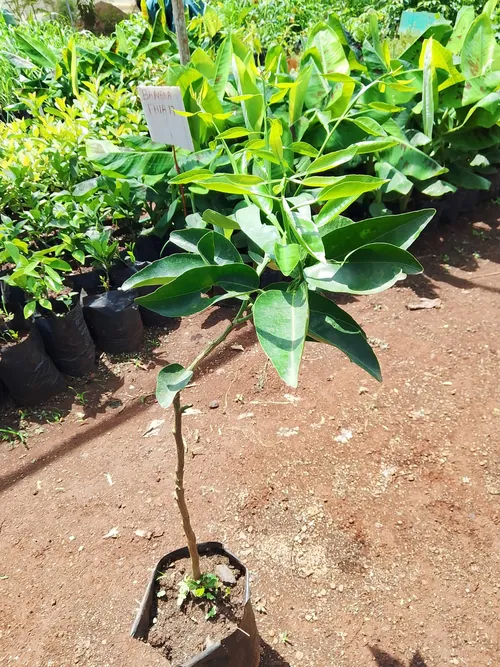 MINORA ORANGES (Medium)