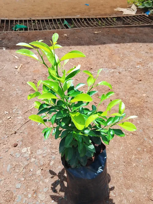 SMOOTH LEMON (Small)