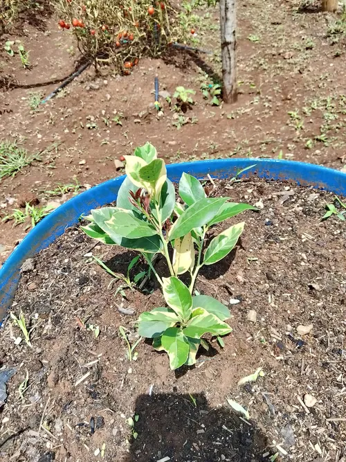 VARIAGATED LEMON (Large)