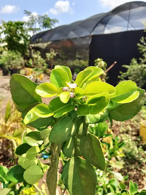 KAFFIR LEMON (Medium)