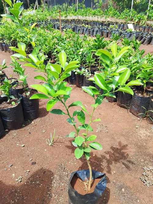 NORMAL LEMON (Medium)