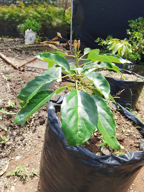 HASS AVOCADO (Large)