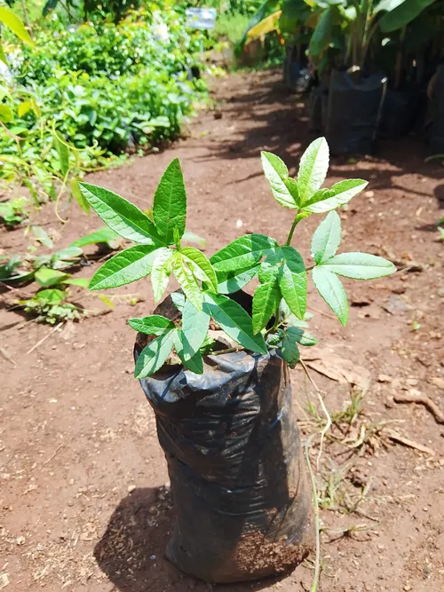 BANANA PASSION (Medium)