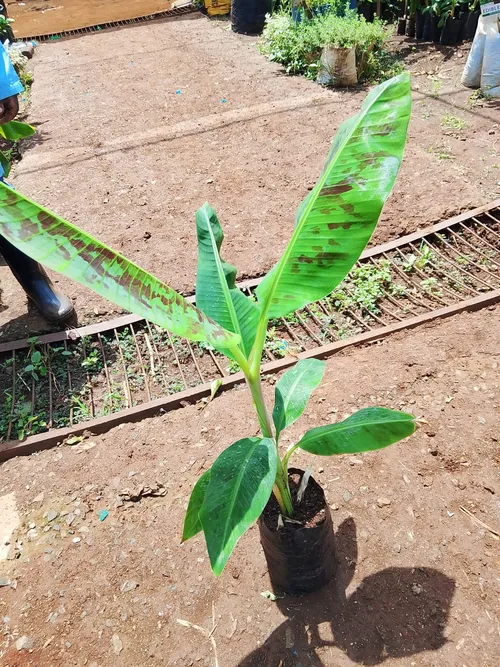 GRAND NINE BANANAS (Medium)