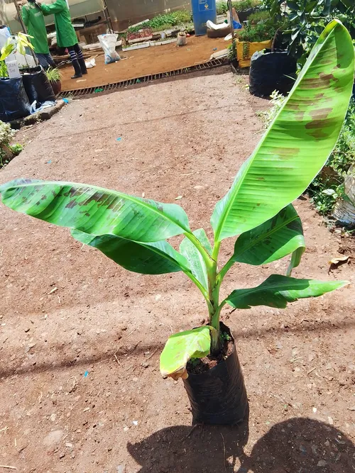 WILLIAMS BANANAS (large)