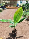 DWARF CAVEDISH BANANA (Medium)