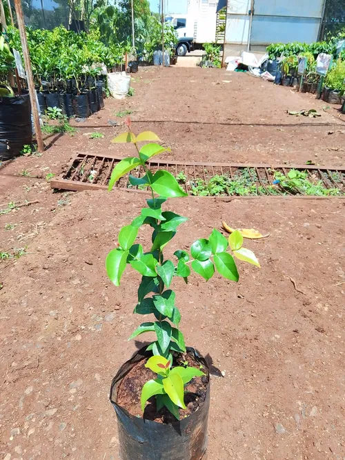 BRAZILLIAN CHERRY (Large)