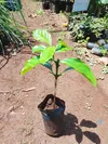 RUIRU II COFFEE GRAFTED (Medium)