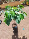 NON-GRAFTED RUIRU II COFFEE (Small)