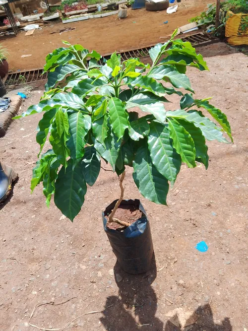 NON-GRAFTED RUIRU II COFFEE (Medium)