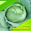 CABBAGE GOLD F1 SAFARI 10GM