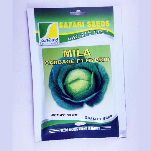 CABBAGE MILA 50GM SAFARI