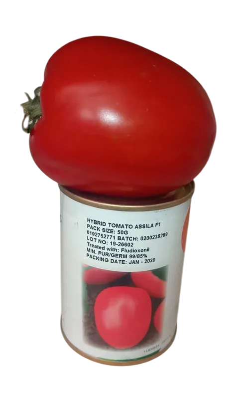 TOMATO ASSILA  100 SEEDS SEMIN