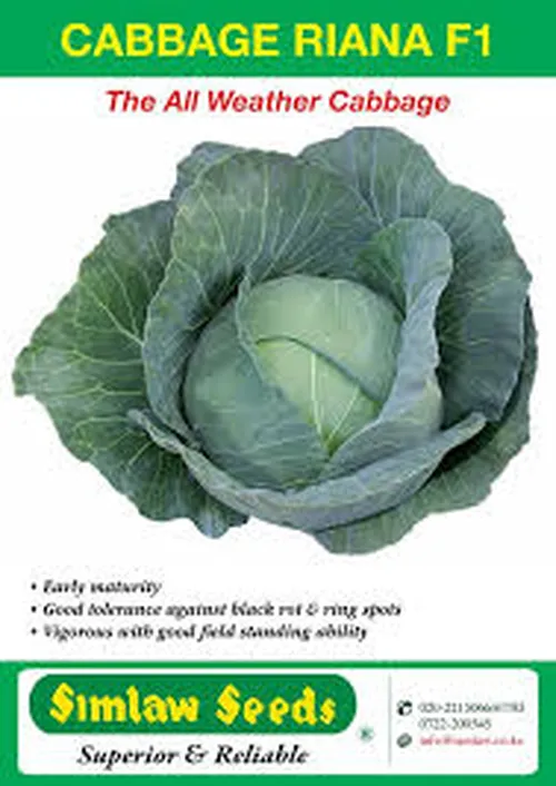 CABBAGE RIANA HYBRID 25GMS