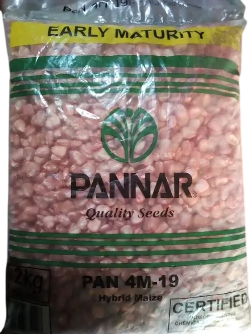 MAIZE PANNAR 4M-19 2KGS